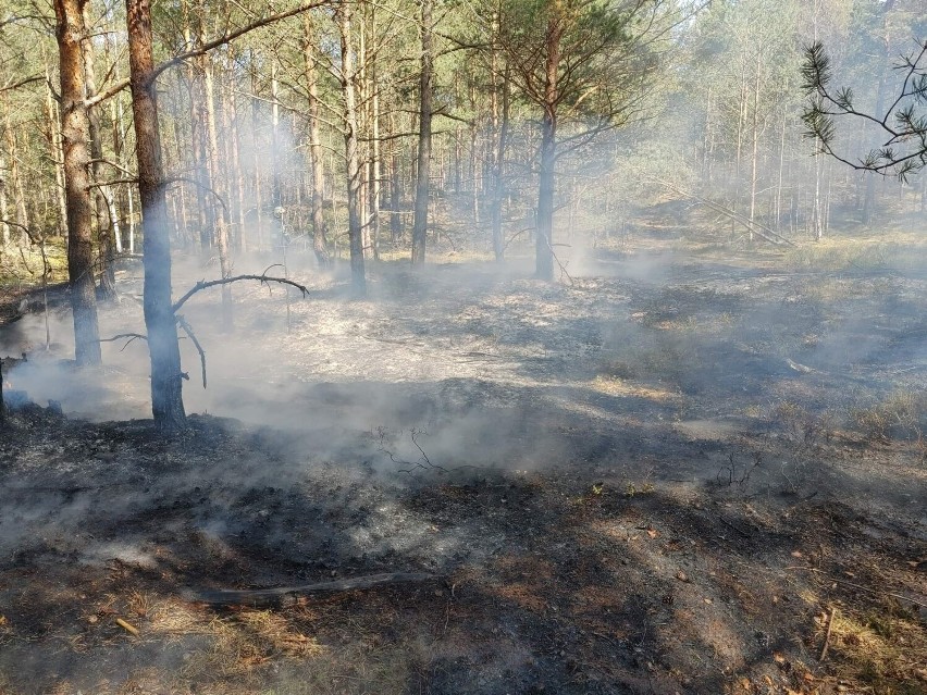 Pożar lasu w Helu - piątek, 29 kwietnia 2022 r.