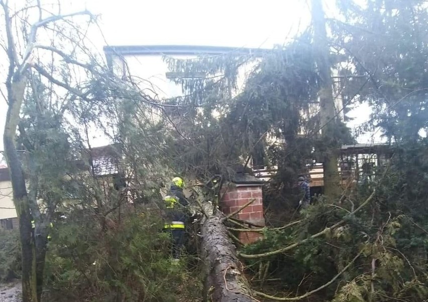 Strażacy z Ochotniczej Straży Pożarnej w Klimontowie usuwali...