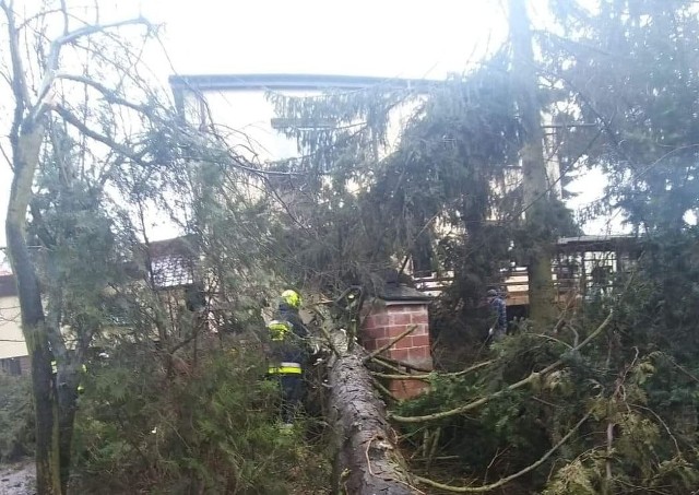 Strażacy z Ochotniczej Straży Pożarnej w Klimontowie usuwali w niedzielę około południa drzewo, które wichura przewróciła na dom przy ulicy Krakowskiej w Klimontowie. Na szczęście nikomu nic się nie stało, ale zniszczenia są spore.Zobaczcie akcję strażaków w Klimontowie na zdjęciach od OSP Klimontów