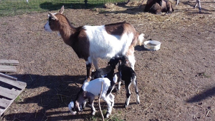 Zaczarnie. Niezwykłe narodziny w mini zoo. Na świat przyszły kozie trojaczki [ZDJĘCIA]