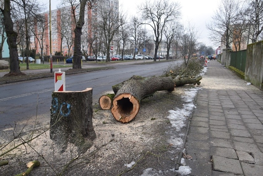 Wycinka drzew na alei Żołnierza w Stargardzie.