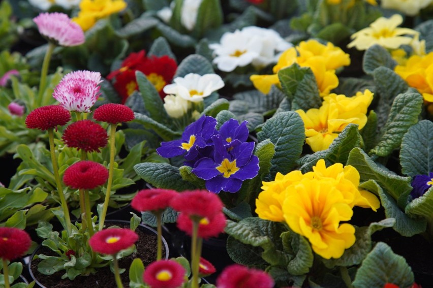 Na bazarach w Kielcach już wiosna. Jakie ceny kwiatów i ziół? [ZDJĘCIA]