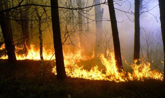 Aż 36 pożarów wybuchło w lasach w regionie w ostatni weekend.