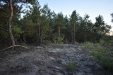 Bukowno, Olkusz. Na terenie Pustyni Starczynowskiej może powstać piaskownia. Mieszkańcy sprzeciwiają się wycince lasu [ZDJĘCIA]
