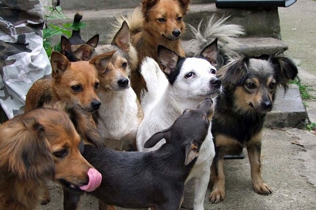 Psy ze Stobiernej są przyjazne i nowym właścicielom z pewnością przysporzą dużo radości