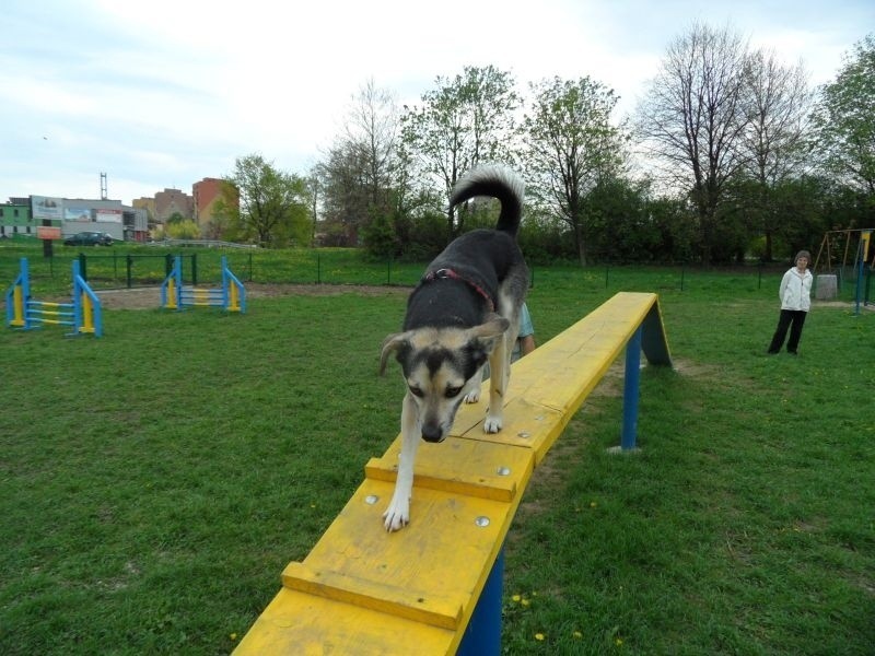 Park dla psów w Pszczynie