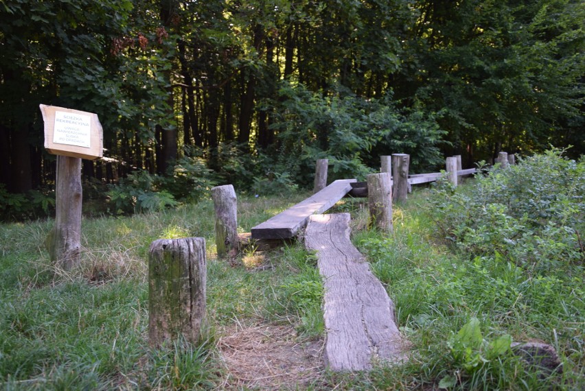 Lasek Aniołowski dzięki swoim naturalnym walorom jest atrakcyjnym celem wycieczek i spacerów częstochowian