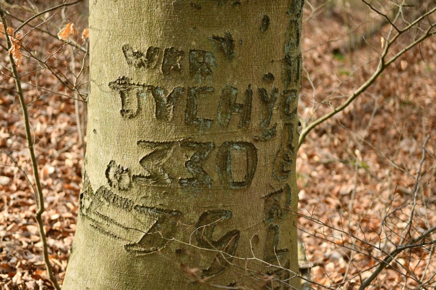Napisy w korze drzew wyryli żołnierze z kostrzyńskiej...