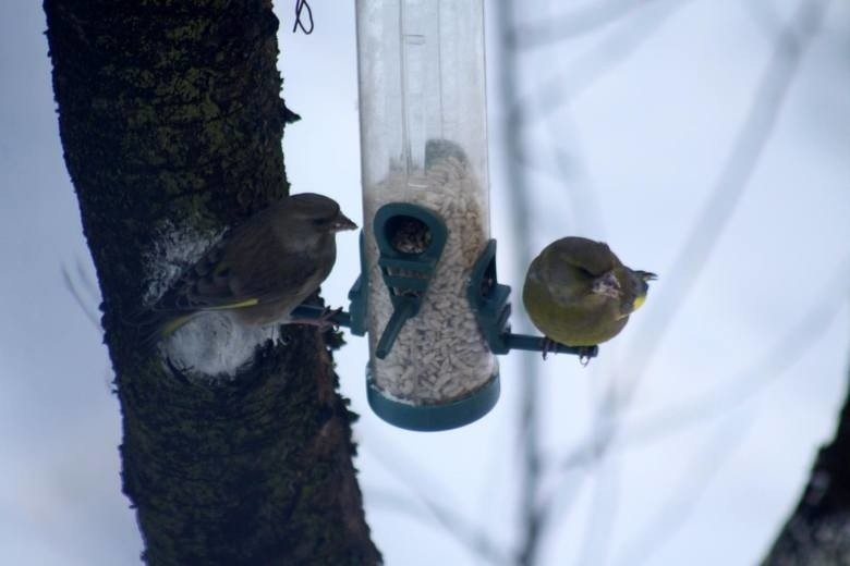 Zimą ptaki potrzebują naszej pomocy, ale ich dokarmianie nie...