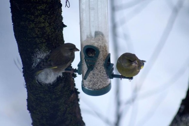 Zimą ptaki potrzebują naszej pomocy, ale ich dokarmianie nie jest takie proste, jak może się wydawać. Trzeba znać podstawowe zasady