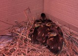 Strażnicy miejscy w Toruniu uratowali sześć kaczuszek