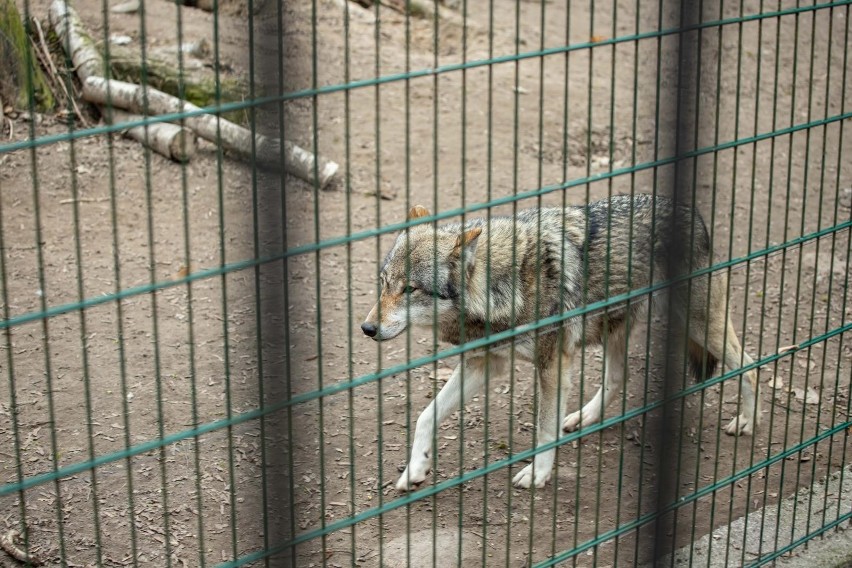 Festyn odbędzie się w Parku Konstytucji 3 Maja przy ZOO...