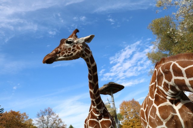 Żyrafa ze śląskiego zoo maskotką lekkoatletycznej imprezy