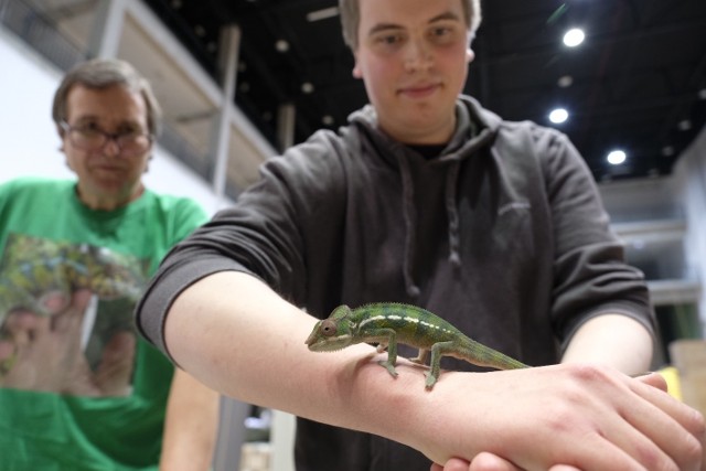 W Arenie Toruń trwają niedzielne targi terrarystyczno–akwarystyczne "Terra Expo". Zobaczcie jakie egzotyczne okazy można nie tylko obejrzeć, ale przede wszystkim zakupić.