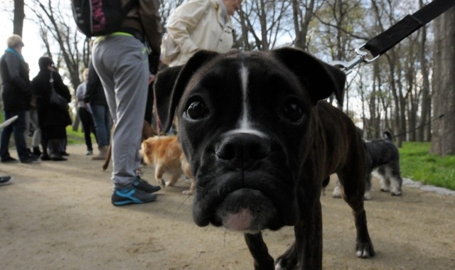 Jeden z poprzednich protestów właścicieli psów w Ogrodzie Saskim.