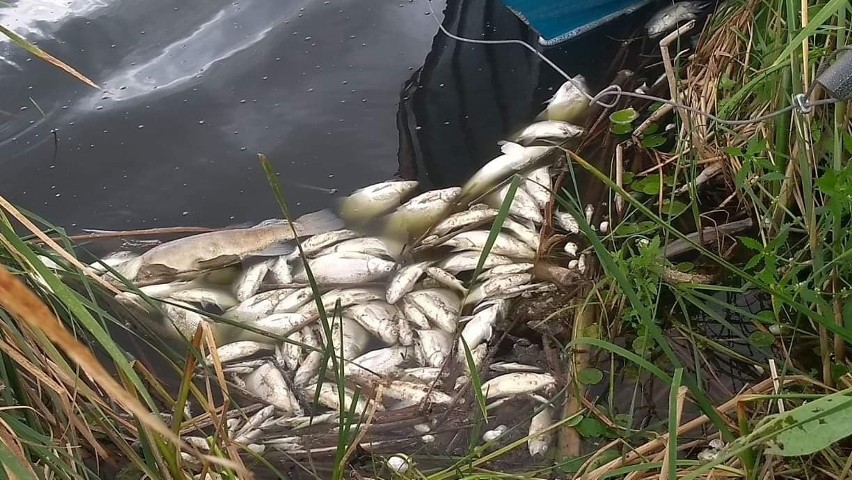 W jeziorze w Szynwałdzie nastąpiło masowe śnięcie ryb....