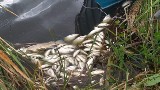 Masowe śnięcie ryb w jeziorze w Szynwałdzie [zdjęcia]