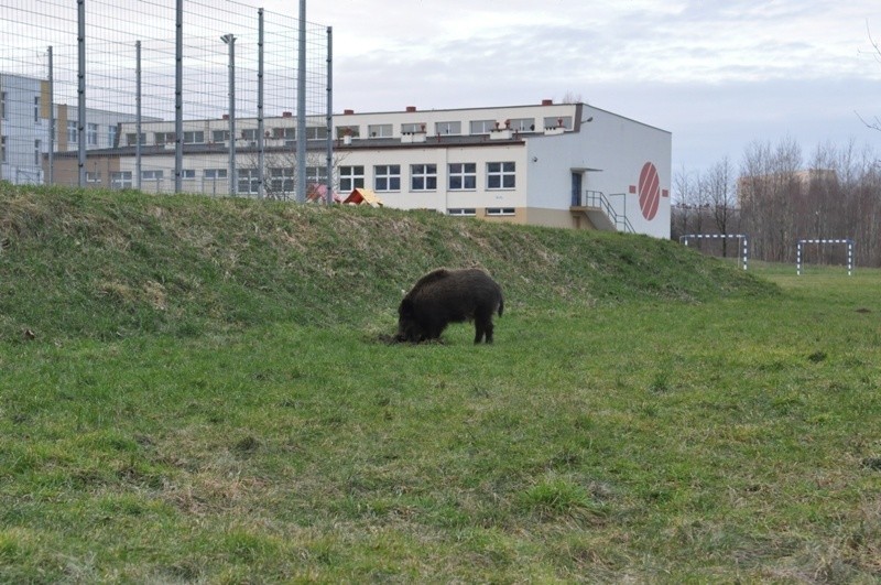 Dziki w Koszalinie.