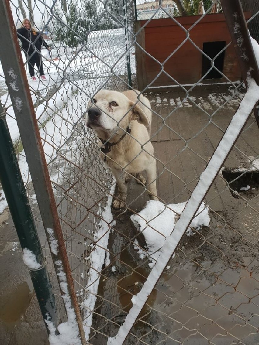 Gmina Tczew: pies ze złamaną nogą cierpiał przez kilka lat! Odebrali go „animalsi” [ZDJĘCIA] 