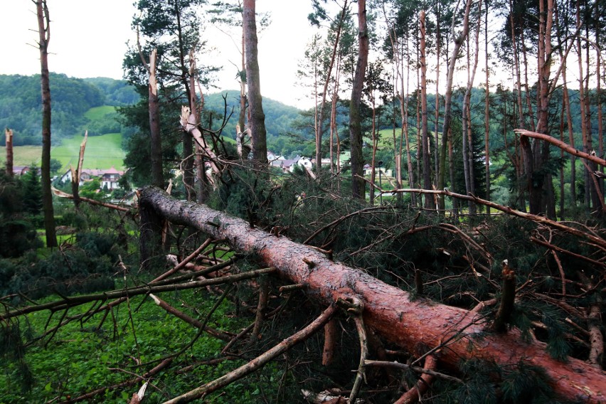 Piwniczna. 40 sekund horroru. Dobę po katakliźmie zniszczony las przeraża [ZDJĘCIA]