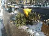 Co zrobić ze świątecznym drzewkiem w Łodzi? Miejskie Przedsiębiorstwo Oczyszczania organizuje objazdową zbiórkę choinek