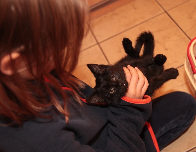 Niewielki, czarny kotek znalazł tymczasowy przytulny dom u naszej Czytelniczki.