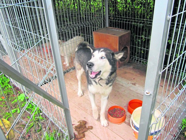 Tego psiaka znaleziono w Szczawie. Ma około 5 lat. Czeka na właściciela lub nowy dom, tel. 661 789 055