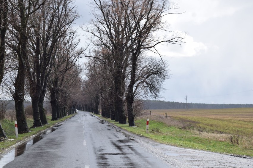 Ekolodzy skutecznie zablokowali wycinkę drzew na drodze z...