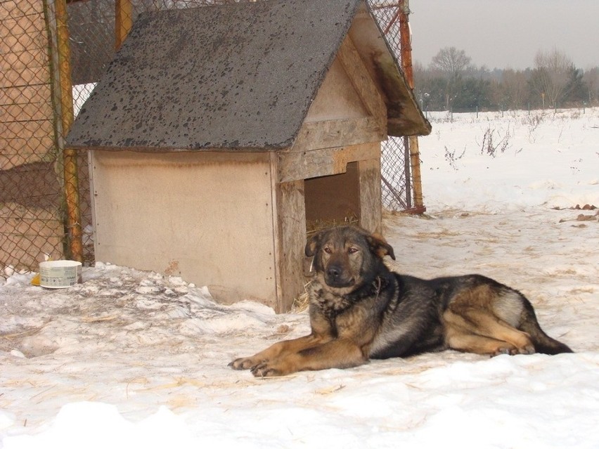 Jak zadbać o zwierzęta, kiedy temperatura spada? Kilka prostych rad