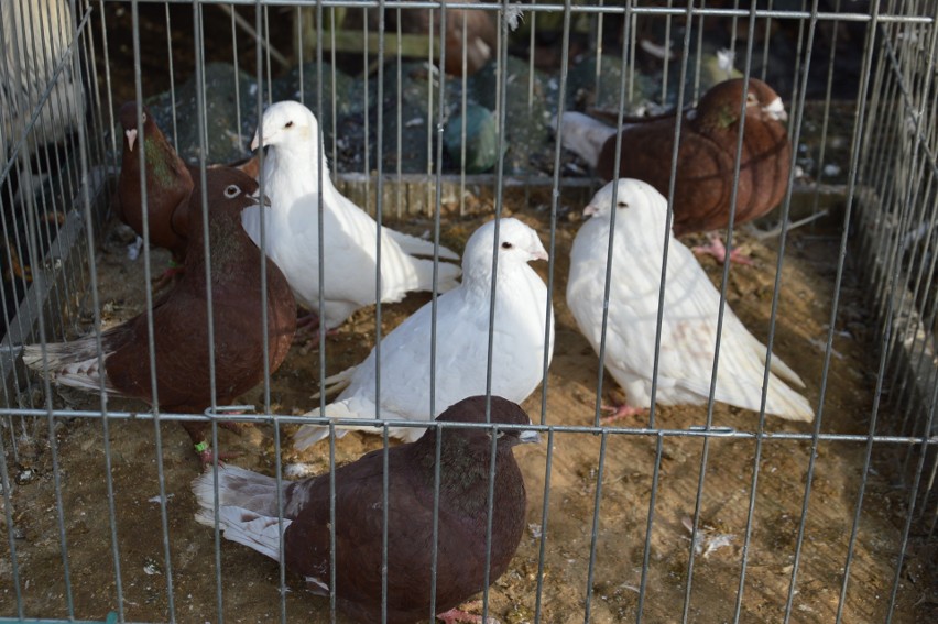Unikalna rasa gołębi wyhodowana w Skierniewicach. To je można zobaczyć na ślubach