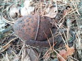 Podczas prac leśnych w gm. Sępolno Krajeńskie znaleziono granaty oraz amunicję