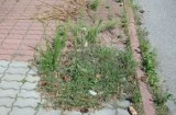 Na chodnikach w Rzgowie rosną chwasty i leżą śmieci