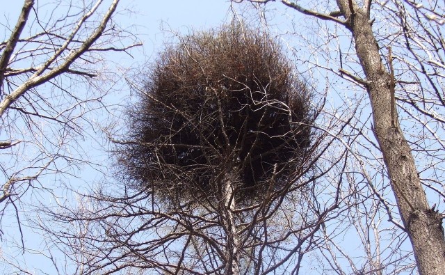 Czarcie miotły to gęste i mocno rozgałęzione pędy, które są nienormalnie rozwinięte. Powstają na różnych drzewach i krzewach liściastych oraz iglastych.licencja