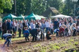 Piknik "Jesień w polu i zagrodzie". Czyli wielkie wykopki w ciechanowieckim skansenie (ZDJĘCIA)