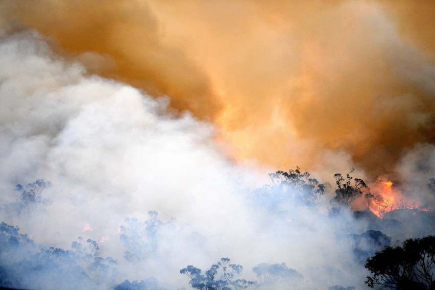 Pożary w Australii [ZDJĘCIA] [WIDEO] Giną ludzie i misie koala. Ogień naciera na Sydney, zniszczone zostało miasteczko Balmoral [MAPA]