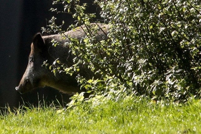 Kilka dni temu do Rzeszowa wtargnęło z okolic Słociny stado dzików liczące 17 sztuk. Ukryły się w zaroślach okolicy Wisłoka przy boiskach treningowych klubu sportowego Stal. Potrzebne były interwencje funkcjonariuszy Straży Miejskiej, Straży Pożarnej, a także policji.