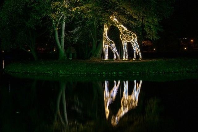 Tysiące światełek rozświetla park przy zamku Topacz w Ślęzie koło Wrocławia, który już po raz drugi zamienił się w Park Iluminacji. Trasa jest multimedialna, dłuższa od zeszłorocznej o półtora kilometra, podzielona tematycznie i obejmuje zaskakujące atrakcje. Wśród nich labirynty i czające się w zaroślach zwierzęta.Zobaczcie, jakie atrakcje przygotowano w tym roku. Na kolejne slajdy możecie przechodzić za pomocą strzałek na klawiaturze lub gestów.