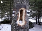 Dziwne otwory w drzewach w Tatrach. Robota stolarza-wandala? Nie, te dziuple to dzieło dzięciołów