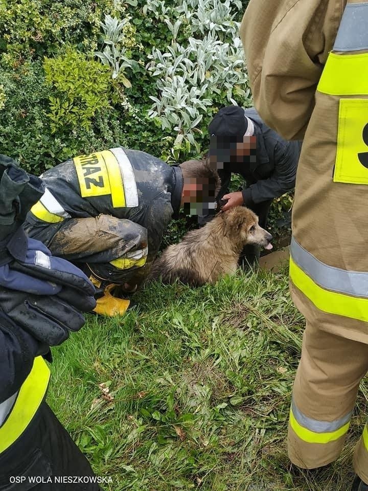 Wola Nieszkowska. Pies utknął w przepuście, wydobyli go...