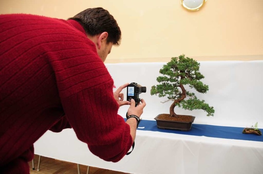 Hodowcy z trzech krajów prezentowali drzewka bonsai na...