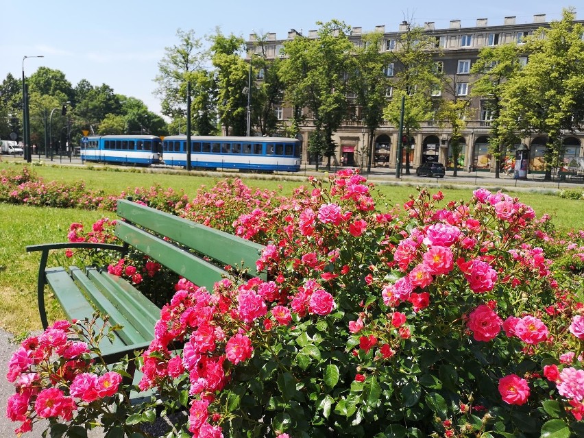 Kraków. Aleja Róż w pięknie kwitnących różach [ZDJĘCIA]