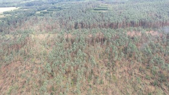 Tornado w Koniecpolu zniszczyło 300 ha lasu. Straty sa...