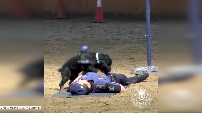 Pies reanimuje policjanta. Wideo z czworonogiem robiącym...