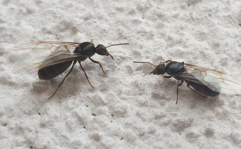 Trwa rójka latających mrówek