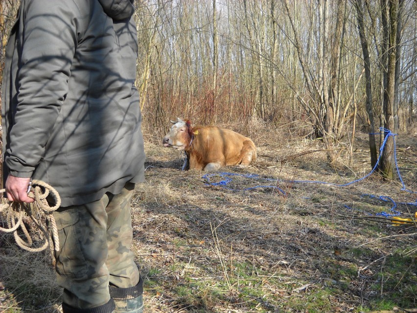 Krowa-uciekinierka złapana nad brzegiem Jeziora Nyskiego koło Siestrzechowic po kilkugodzinnej obławie. Ze stresu padła w transporcie