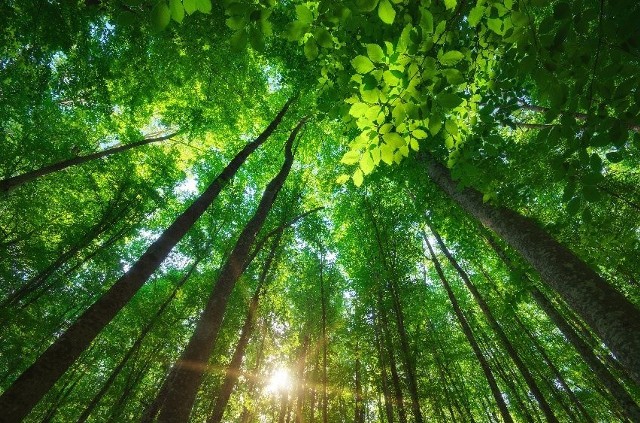 Las to przestrzeń, w której najlepiej się odpoczywa od codziennego zgiełku