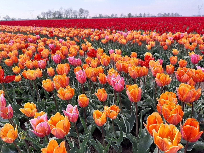 Na polu w Cedrach Wielkich wyrosło pole tulipanów. Można...