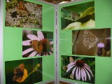 Wystawa „Nasze Motyle” w Centrum Natura 2000 w Tarnobrzegu