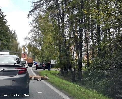 Jeleń został uderzony przez samochód, gdy przebiegał przez...