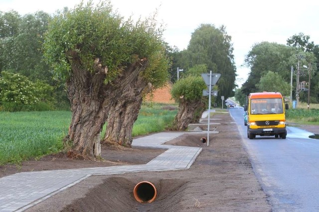 Chodnik w Gołuskach bardziej niż miejsce do spacerów nadaje się do wyścigów slalomem. A wszystkiemu winne są... chrabąszcze, które zamieszkują stare drzewa